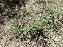 Hosackia crassifolia crassifolia
