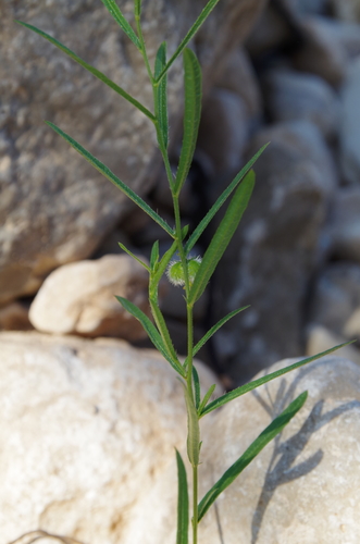Image of Tragia leptophylla by (c) Eric Knight, some rights reserved (CC BY)