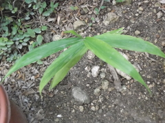 Zingiber officinale