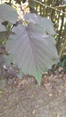 Magnoliopsida