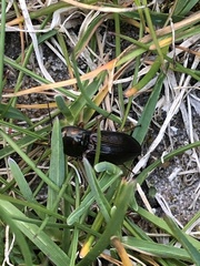 Selatosomus aeneus