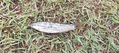 Rasbora dandia