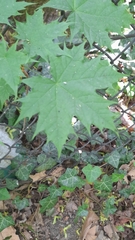 Acer platanoides