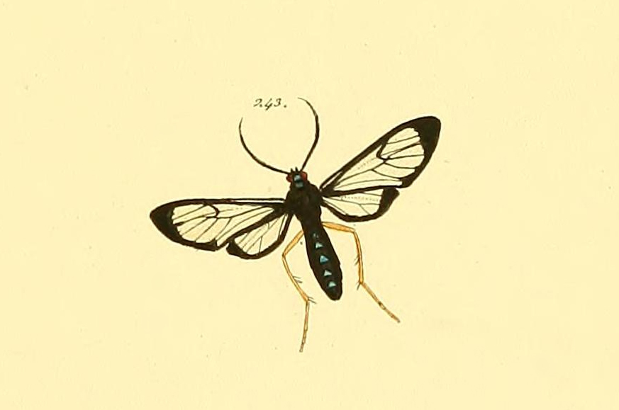 Cosmosoma subflamma