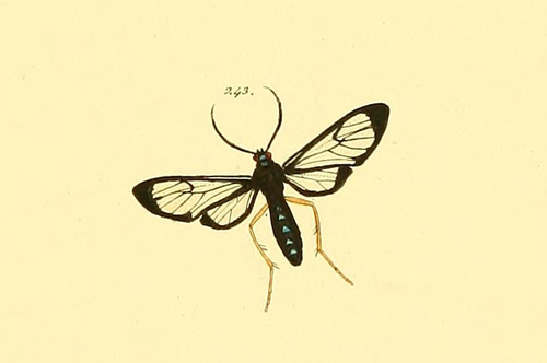Cosmosoma subflamma