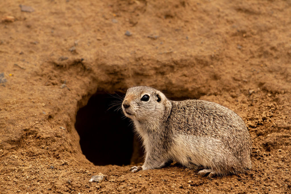 Townsend's Ground Squirrel