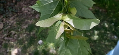 Acer platanoides