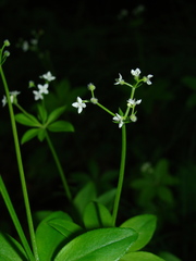 Galium japonicum
