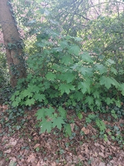 Acer platanoides