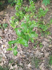 Magnoliopsida
