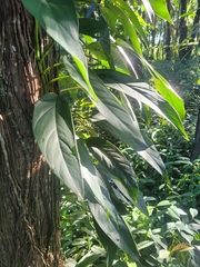 Monstera praetermissa