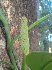 Monstera praetermissa