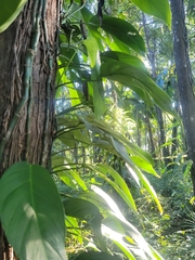 Monstera praetermissa