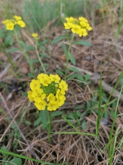Alyssum montanum gmelinii
