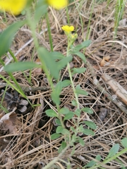 Alyssum montanum gmelinii