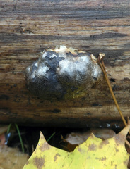 Reticularia splendens