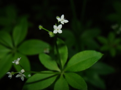 Galium japonicum