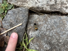 Hoplomutilla spinosa