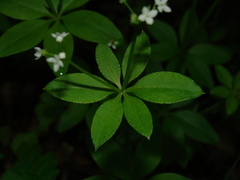 Galium japonicum