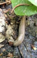 Tandonia rustica