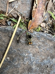 Hoplomutilla spinosa