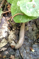 Tandonia rustica
