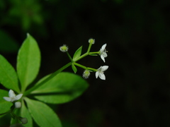 Galium japonicum