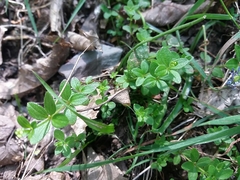 Galium rotundifolium