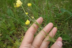 Ranunculus pedatus