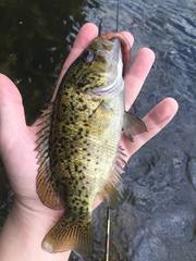 Ambloplites constellatus