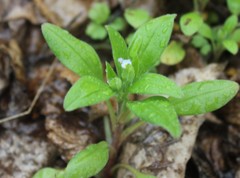 Myosotis sparsiflora