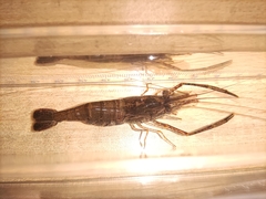 Macrobrachium nipponense