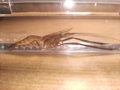Macrobrachium nipponense