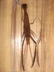 Macrobrachium nipponense