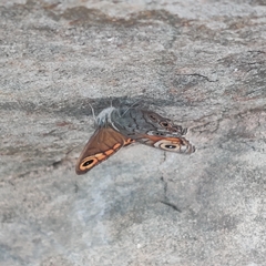Lasiommata schakra