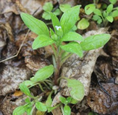Myosotis sparsiflora