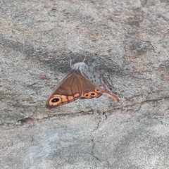 Lasiommata schakra