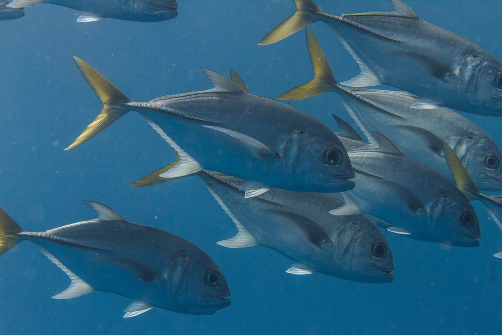 Horseeye Jack (A Field Guide to the Fishes of Charlotte Harbor