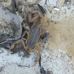 Centruroides ornatus