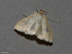 Crocidophora