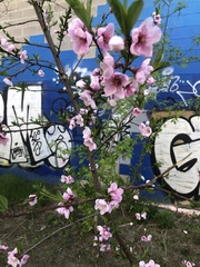 Prunus