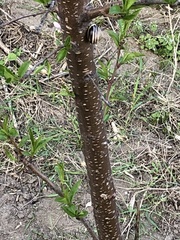 Prunus