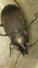 Chlaenius tomentosus