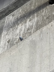 Columba livia domestica