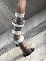 Columba livia domestica