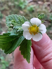 Fragaria