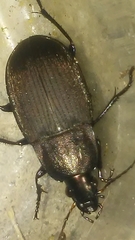 Chlaenius tomentosus