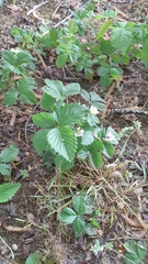 Fragaria