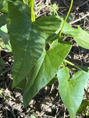 Fallopia convolvulus