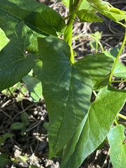 Fallopia convolvulus